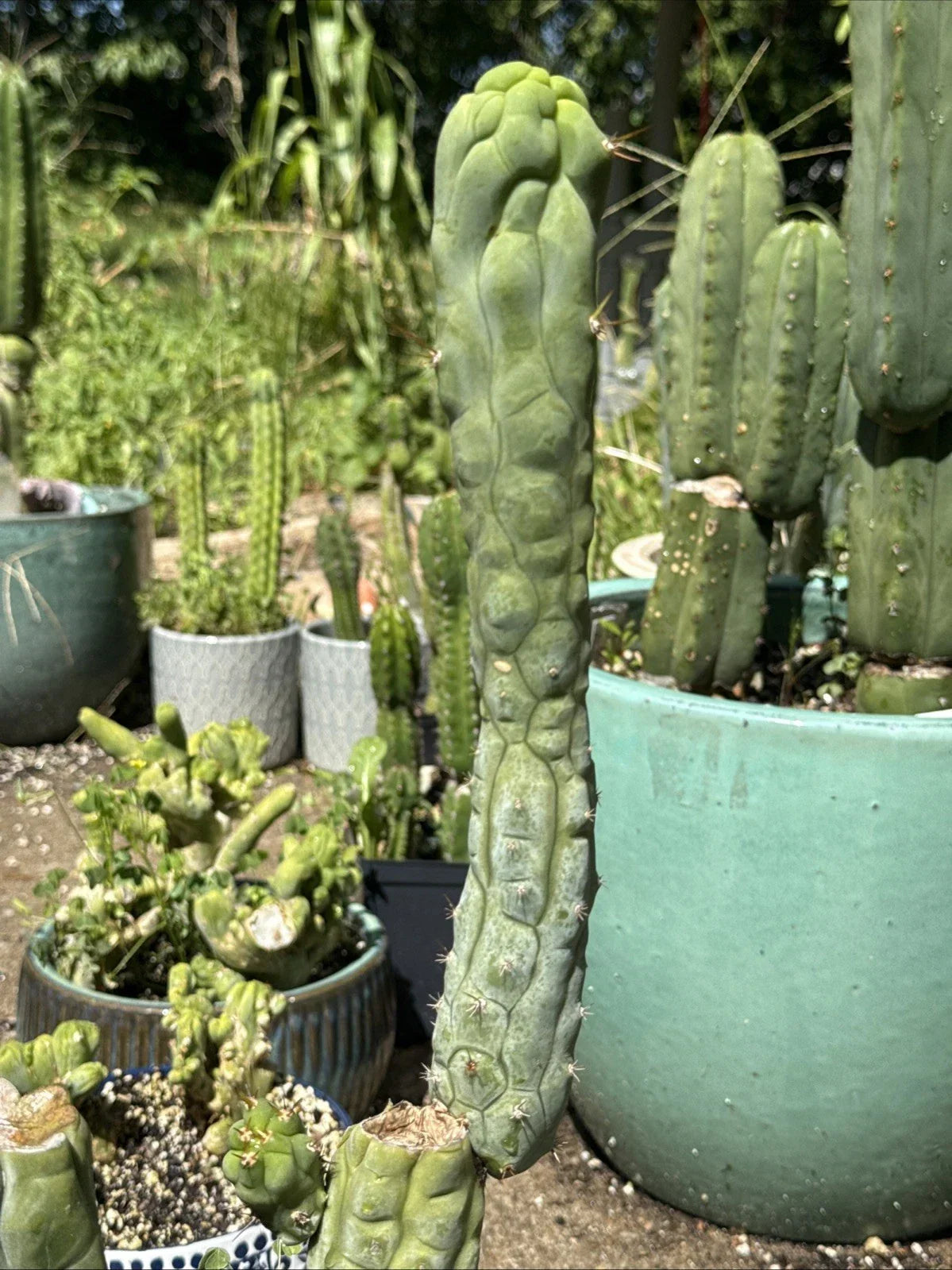 Echinopsis Bruce’s Dragon 11” Pup Cutting - Unique Indoor/Outdoor Cactus Plant