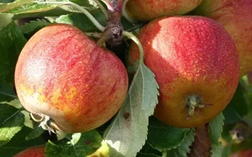 Cox's Orange Pippin Apple Seeds - Heirloom Malus domestica for Garden Planting, Organic Fruit Tree, 25+ Seeds