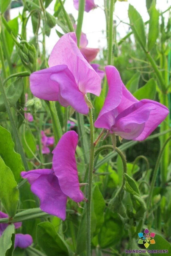 Mrs. Walter Wright Sweet Pea Seeds - 50+ Pack, Fragrant Climbing Vine, Lathyrus odoratus, Heirloom, Non-GMO, USA