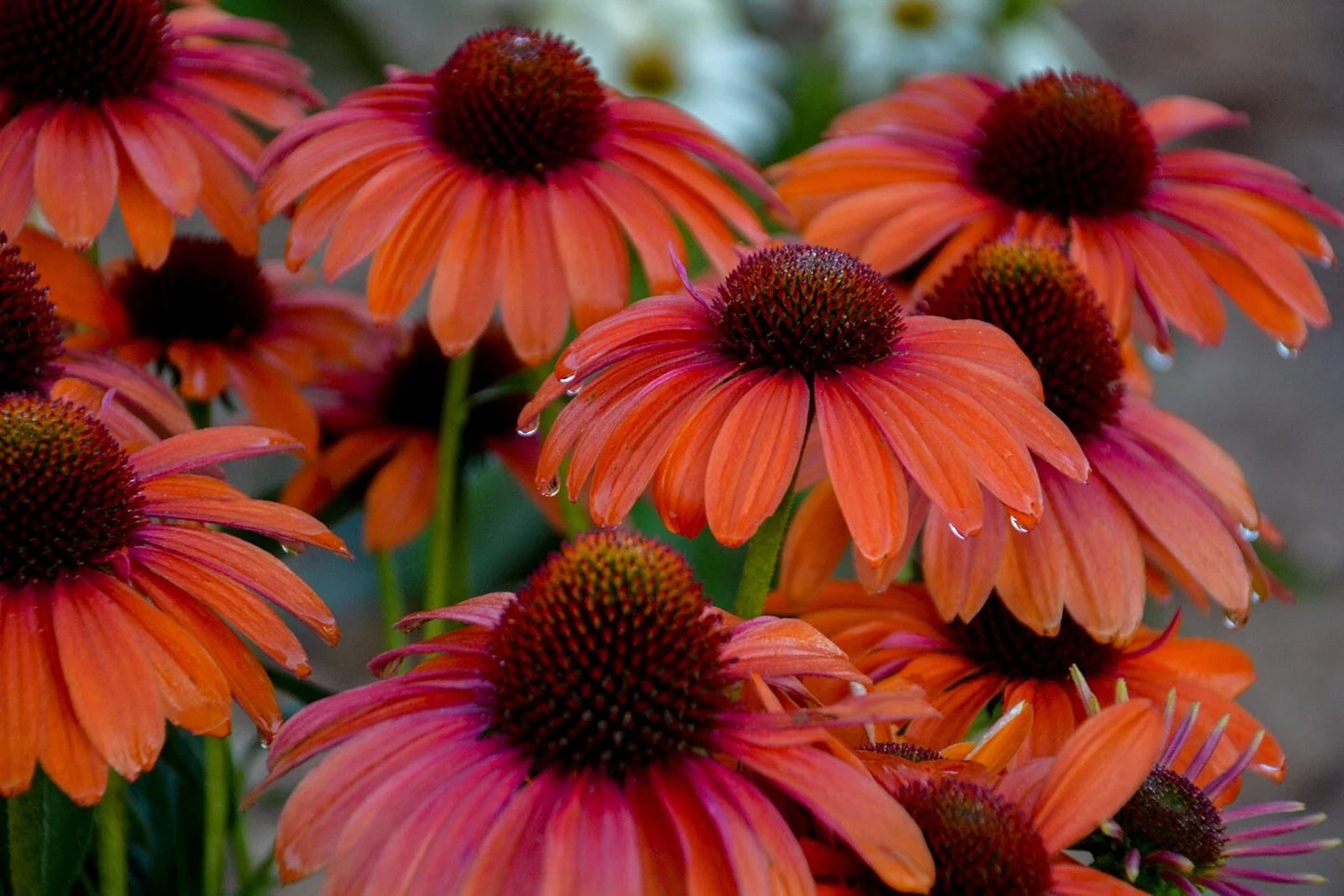 Orange You Awesome Coneflower Seeds | Echinacea purpurea | Vibrant Orange Flowers | Perennial Garden Seeds