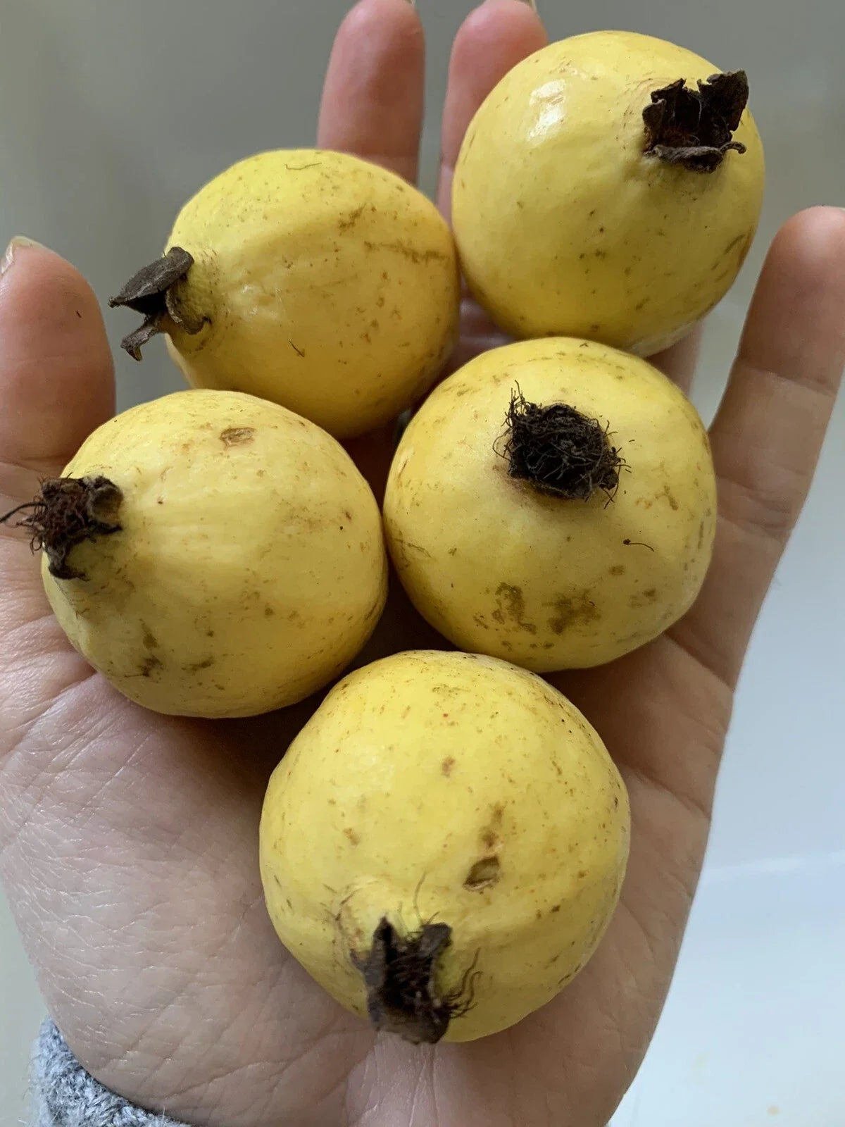 Mexican Guava Seeds - Organic Non-GMO Psidium guajava Fruit Tree Pack of 100 for Garden and Patio