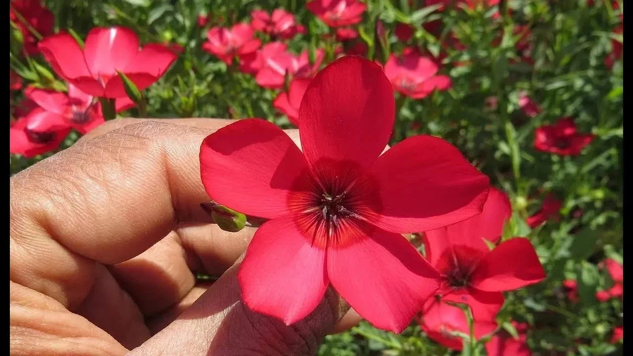 Scarlet Flax Seeds - 200+ Fresh Linum grandiflorum Annual Flower for Gardens, Borders & Cut Flowers