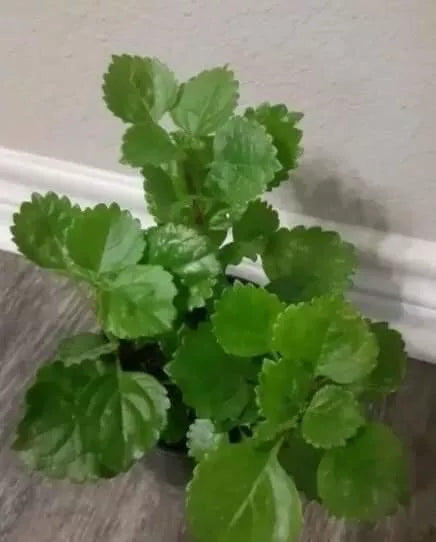 Swedish Ivy Plant with Roots - Live Indoor Houseplant - Plectranthus australis - Easy Care Greenery for Home & Garden