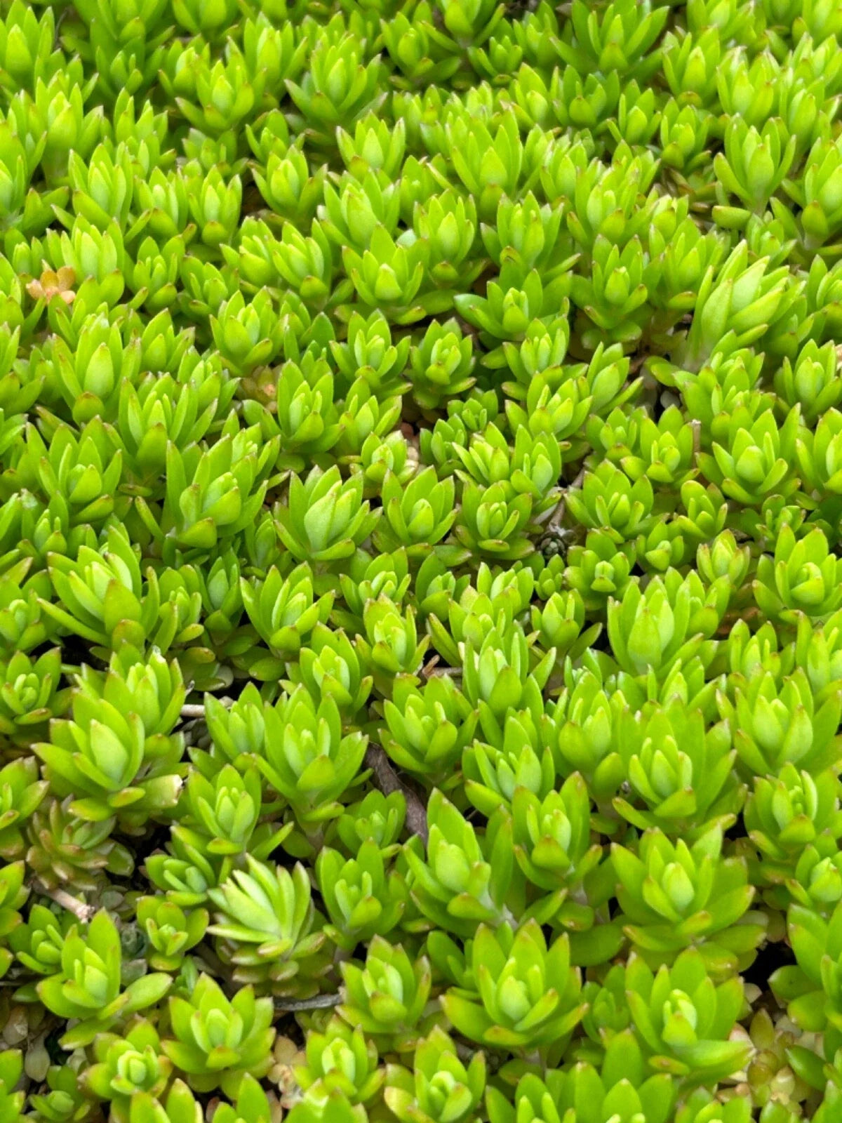 Angelina Sedum Live Plants - 5in Perennial Ground Cover - Sedum rupestre 'Angelina' - Organic Pesticide-Free Set of 5