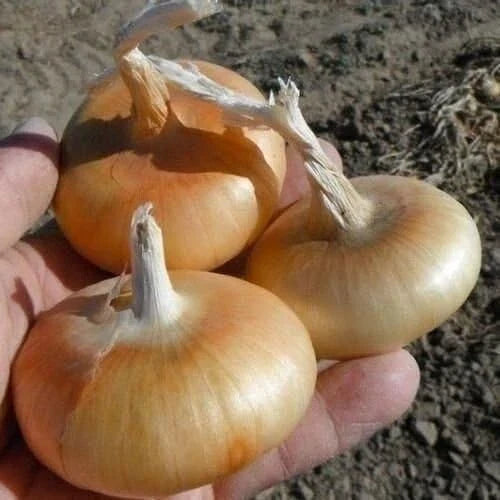 Cipollini Onion Seeds - 400+ Organic Heirloom Yellow Sweet - Non-GMO Allium cepa