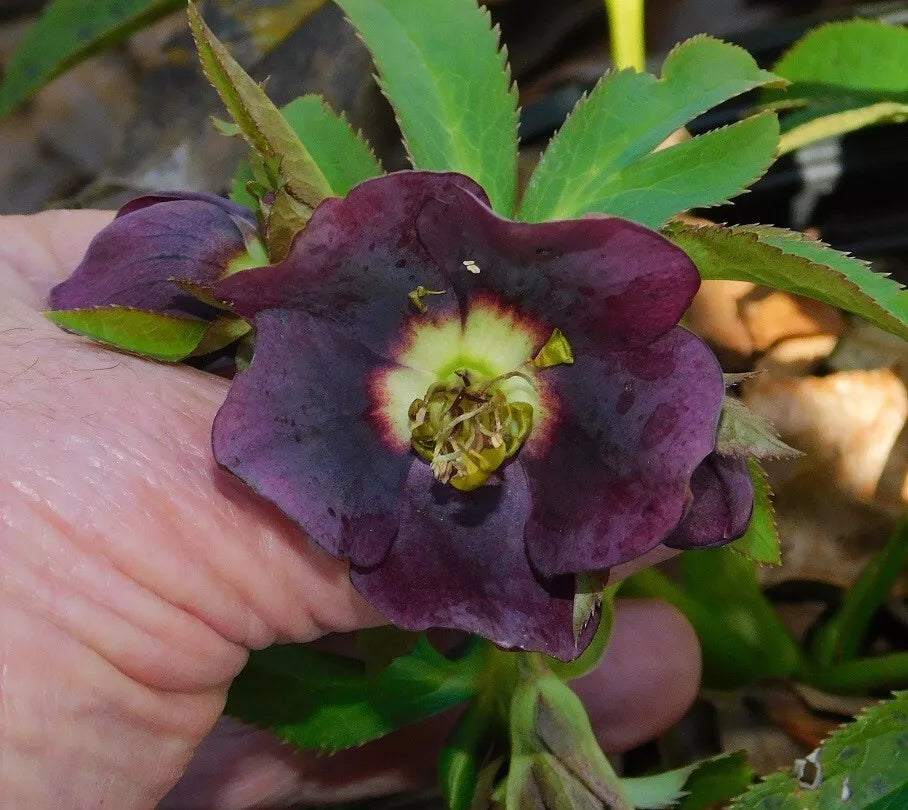 Hellebore Plants Mixed Seedlings – Winter Blooms – Helleborus spp. Perennial for Garden & Indoor Decor