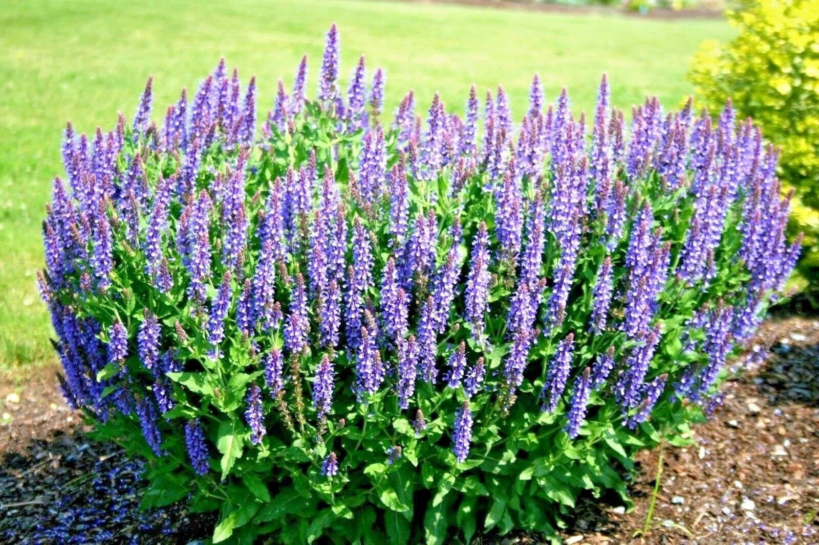 Blue Sage Flower Seeds - 300+ Perennial Wildflower Seeds for Garden & Container - Salvia azurea