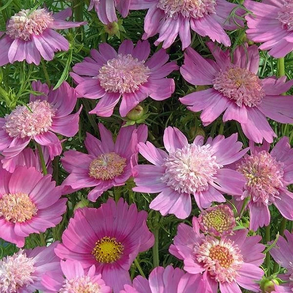 Pink Popsocks Cosmos Seeds - 200+ Pack, Cosmos bipinnatus, Annual Garden Seeds for Borders, Containers, Full Sun, Non-GMO