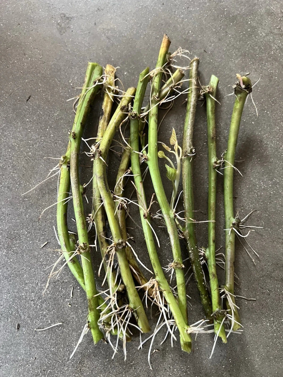 Rooted Sweet Potato Vines - 10 Cuttings for Planting - Ipomoea batatas - Vining, Ready-to-Plant, Disease-Free
