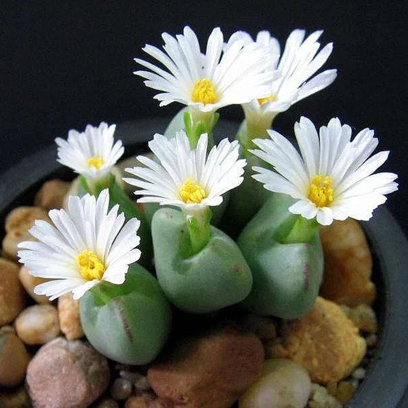 Mixed White Flower Lithops Seeds, Succulent Plant Seeds, Drought-Tolerant Hardy Varieties, Living Stones, Lithops spp.