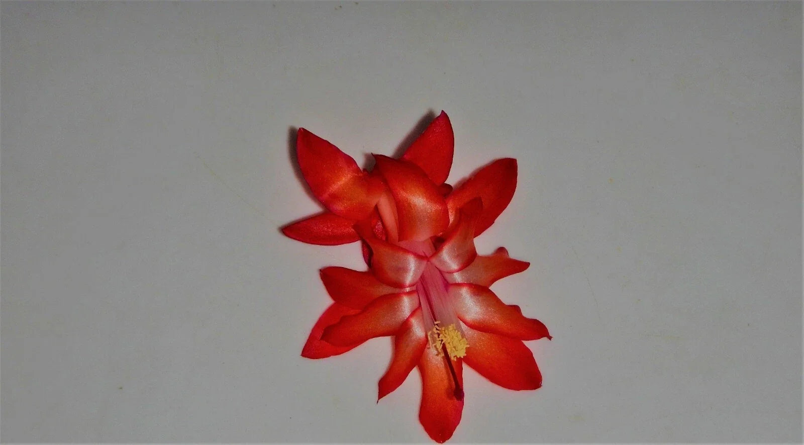 Christmas Cactus Starter Plant - Dragon Fly Schlumbergera Truncata - Well-Rooted Indoor Succulent