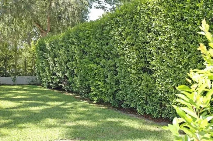 Cherry Laurel Cuttings 50+ Unrooted Shrubs Evergreen Hedges Prunus laurocerasus Organic
