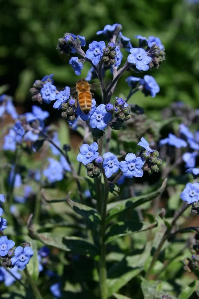 Chinese Forget-Me-Not Flower Seeds, 200+ Non-GMO Heirloom Myosotis sylvatica, Blue Blooms, Attracts Pollinators, Free Shipping USA