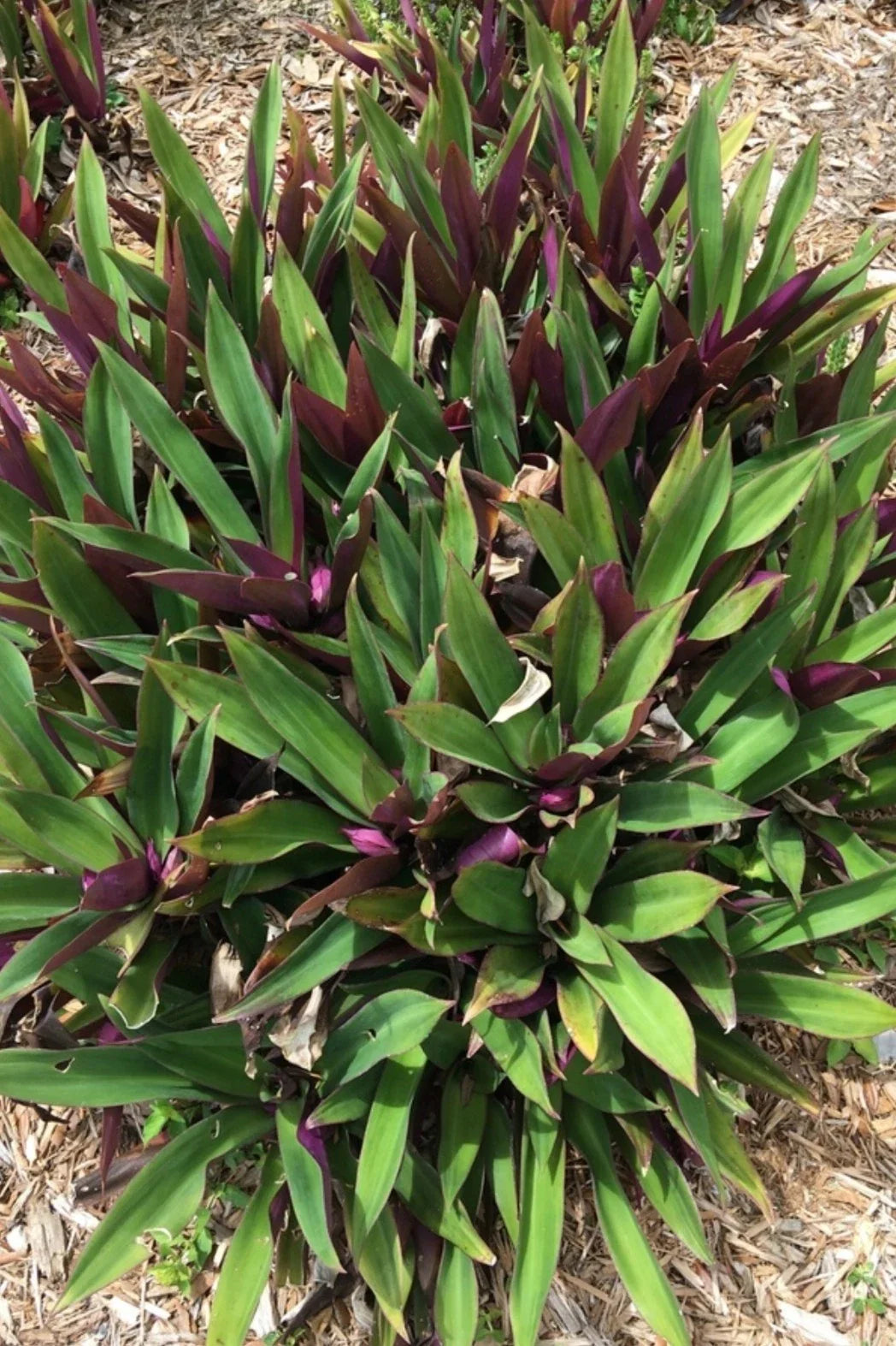 Oyster Plant - 3 Rooted Tradescantia spathacea Indoor/Outdoor Plants from Florida + FREE Plant