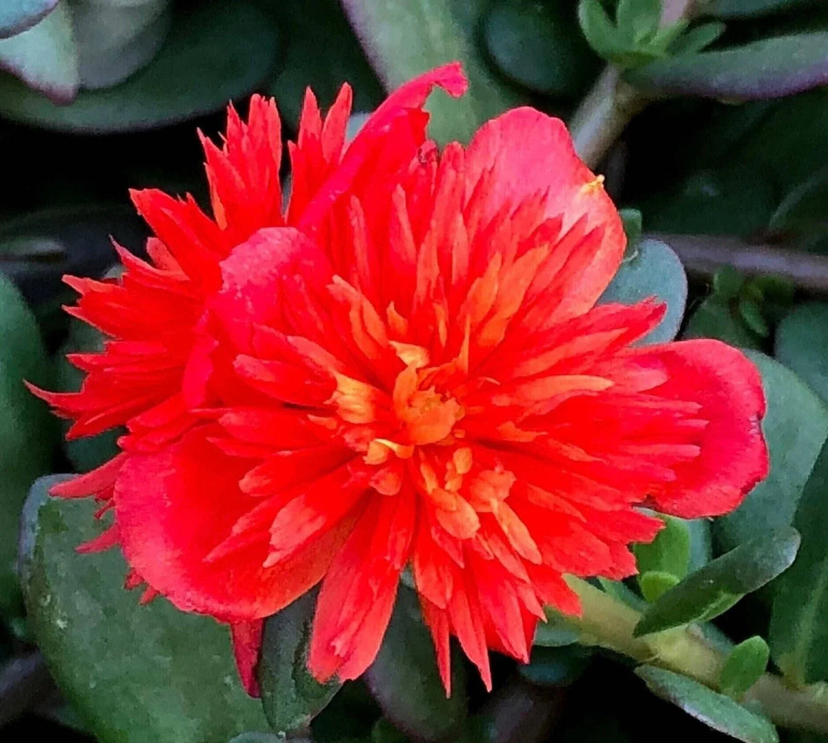 Double Scarlet Portulaca Oleracea Seeds - Vibrant Red Annual Purslane Plant - US Seller