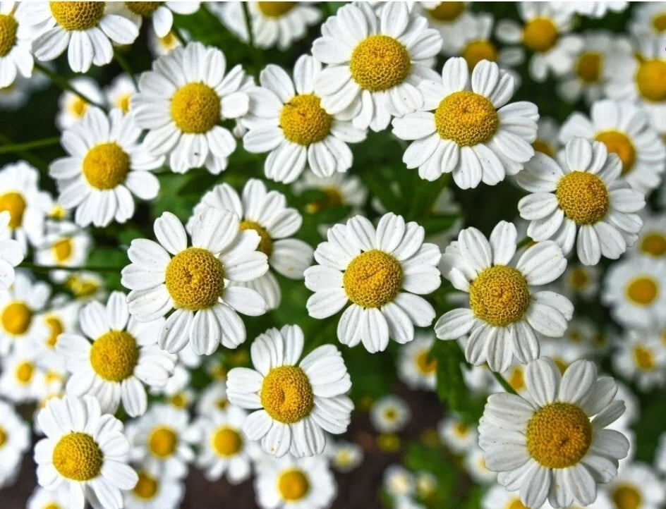Chamomile Herb Seeds - 300+ Count, German Variety, Aromatic Medicinal, Matricaria recutita, Annual Herb for Tea & Culinary