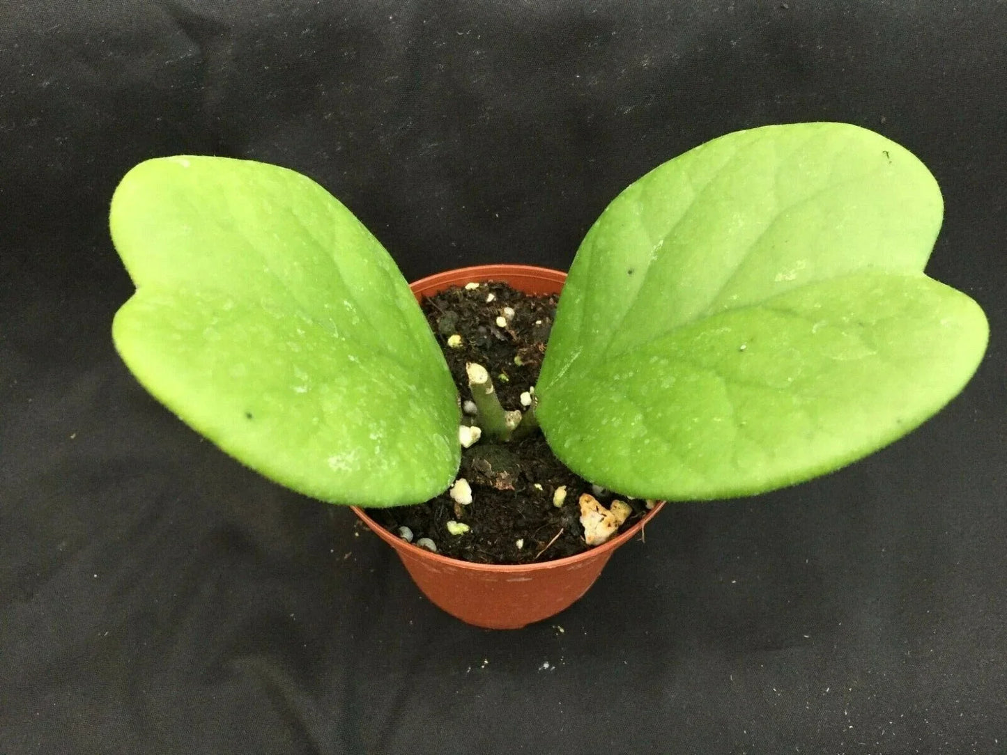 Hoya Kerrii 'Quilt Leaf' Rooted Plant in 3" Pot, Rare Heart-Shaped Succulent, Indoor Houseplant, Easy Care, Climbing or Trailing
