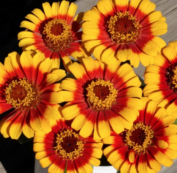 Sombrero Zinnia Seeds | Garden Annual Flower Pack | Mexican Daisy Zinnia angustifolia | Bright Colorful Blooms for Pollinators