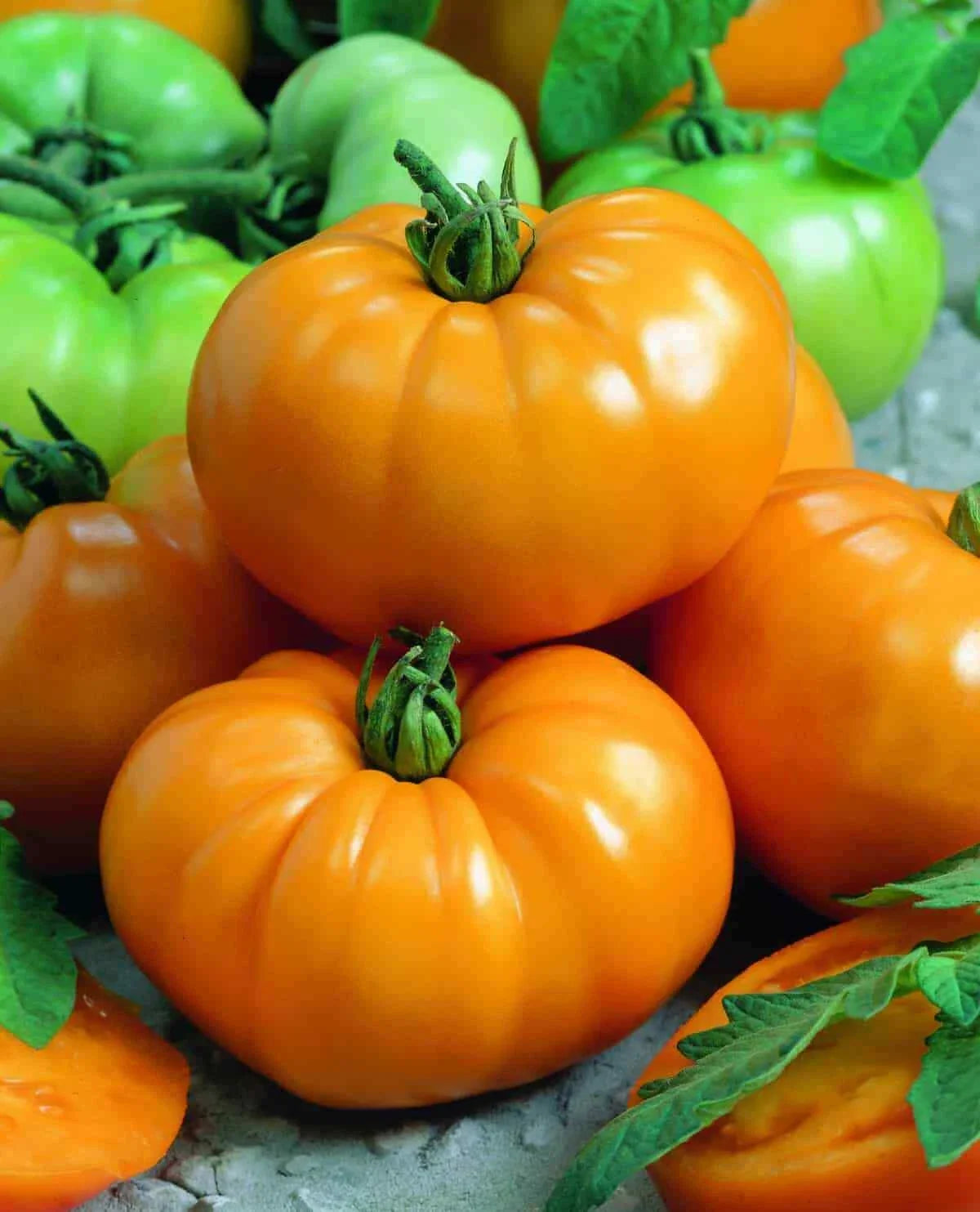Tomato Slicer Seeds 1000 Count - Chef's Choice Yellow, Beefsteak, Disease Resistant, Solanum lycopersicum