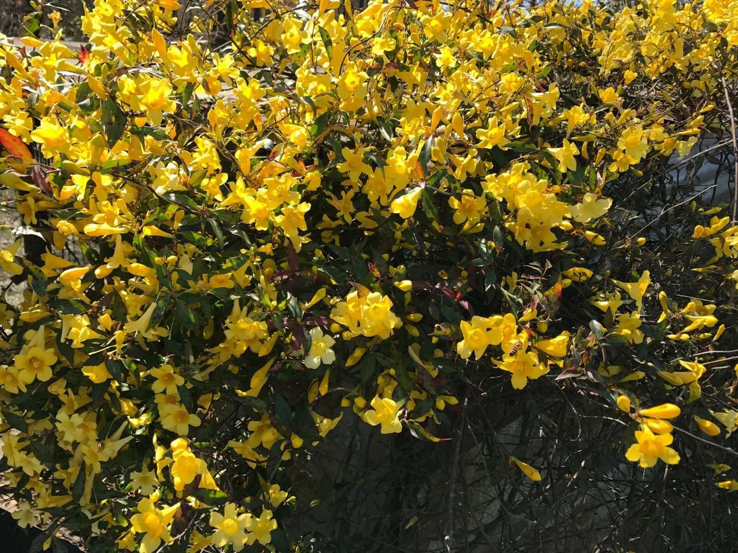 Yellow Carolina Jasmine Starter Vines - 6 Live Climbing Plants with Roots