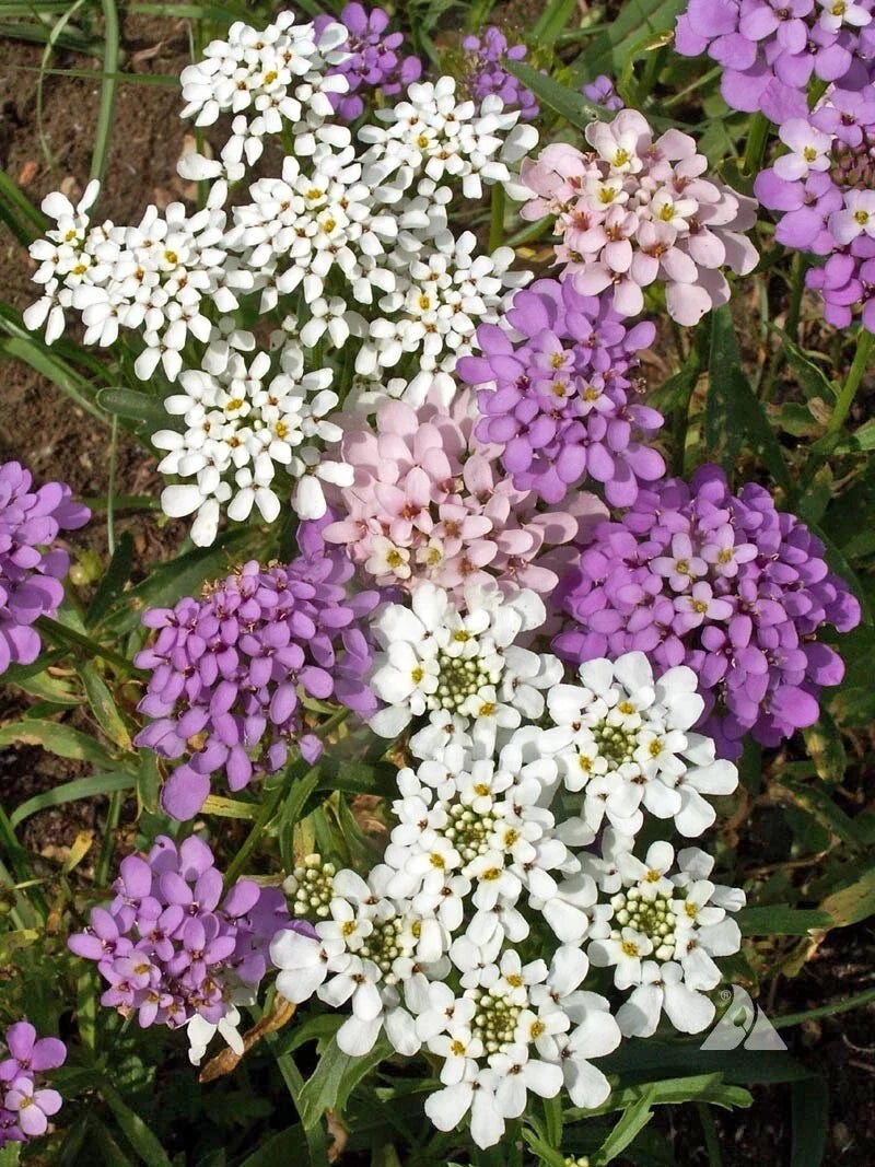 Globe Candytuft Seeds - Iberis umbellata - Colorful Blooms - Easy to Grow Garden Flower Seeds