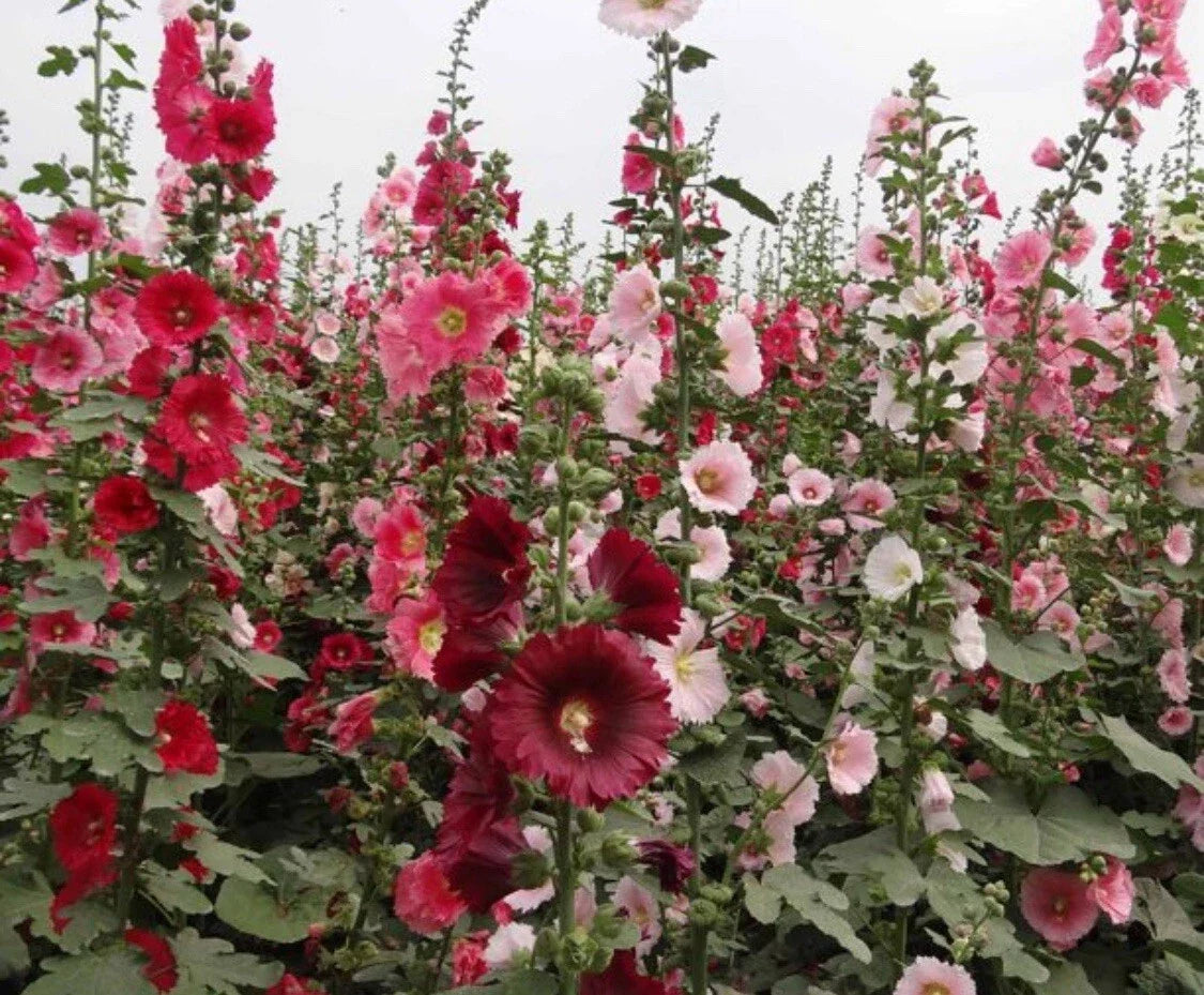 Hollyhock Seeds - 60+ Mixed Color Alcea rosea Flower Seeds for Borders & Gardens + Free Black Eyed Susan Seeds