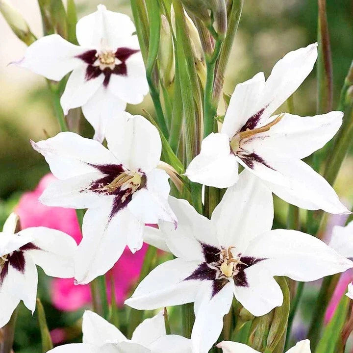 Gladiolus Murielae Bulbs 10-Pack Fragrant White Flowers Summer Blooming for Gardens & Containers