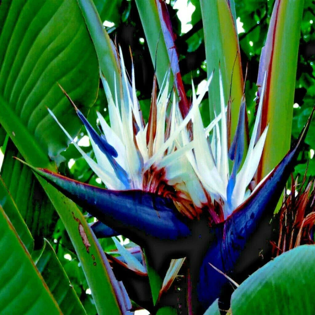 Giant White Bird of Paradise Seeds - Strelitzia nicolai - Tropical Flower Seeds