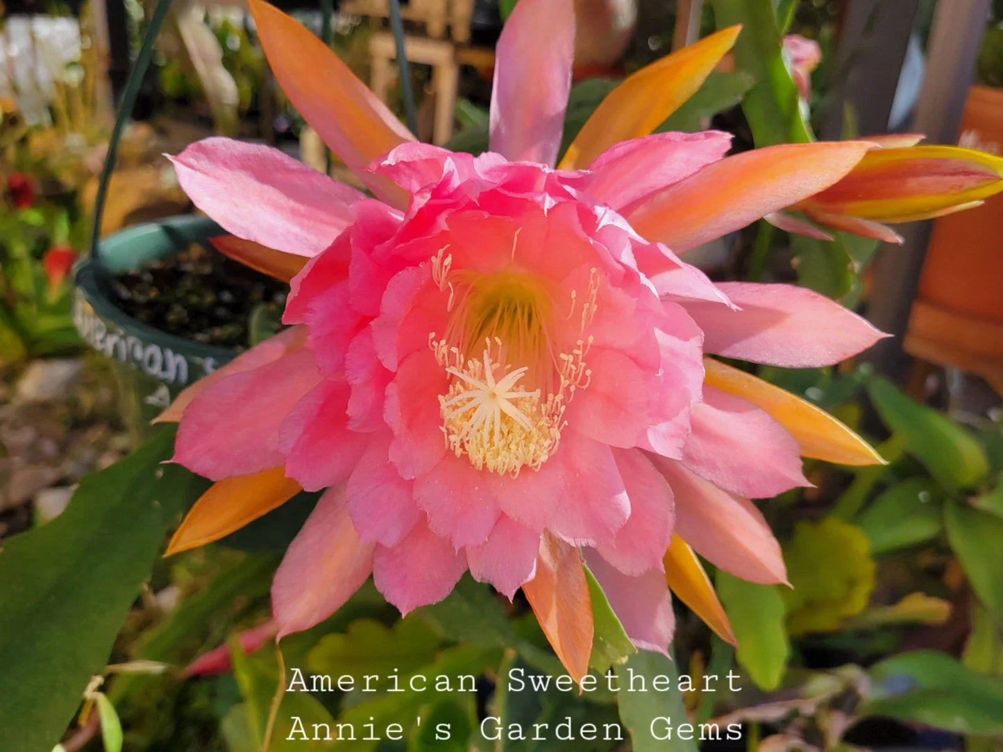 Epiphyllum American Sweetheart Unrooted Cuttings 8-10 Inches - Easy to Propagate Succulent Plant