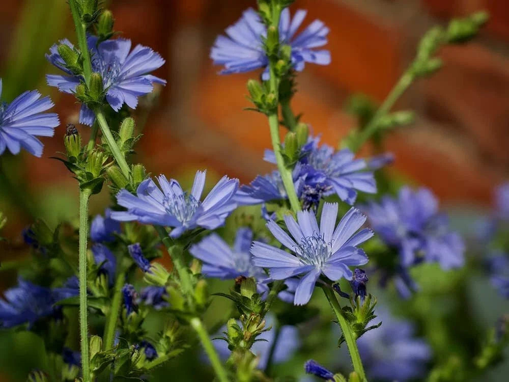 Wildflower Seeds Pack - 1,000 Native Flower Seeds for Pollinator Gardens - Supports Bees & Butterflies