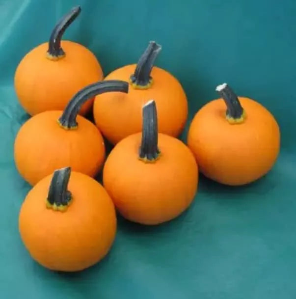 Kandy Korn Plus Mini Pumpkin Seeds for Planting - Cucurbita pepo, Compact Growth, Bright Orange, 10 Seeds
