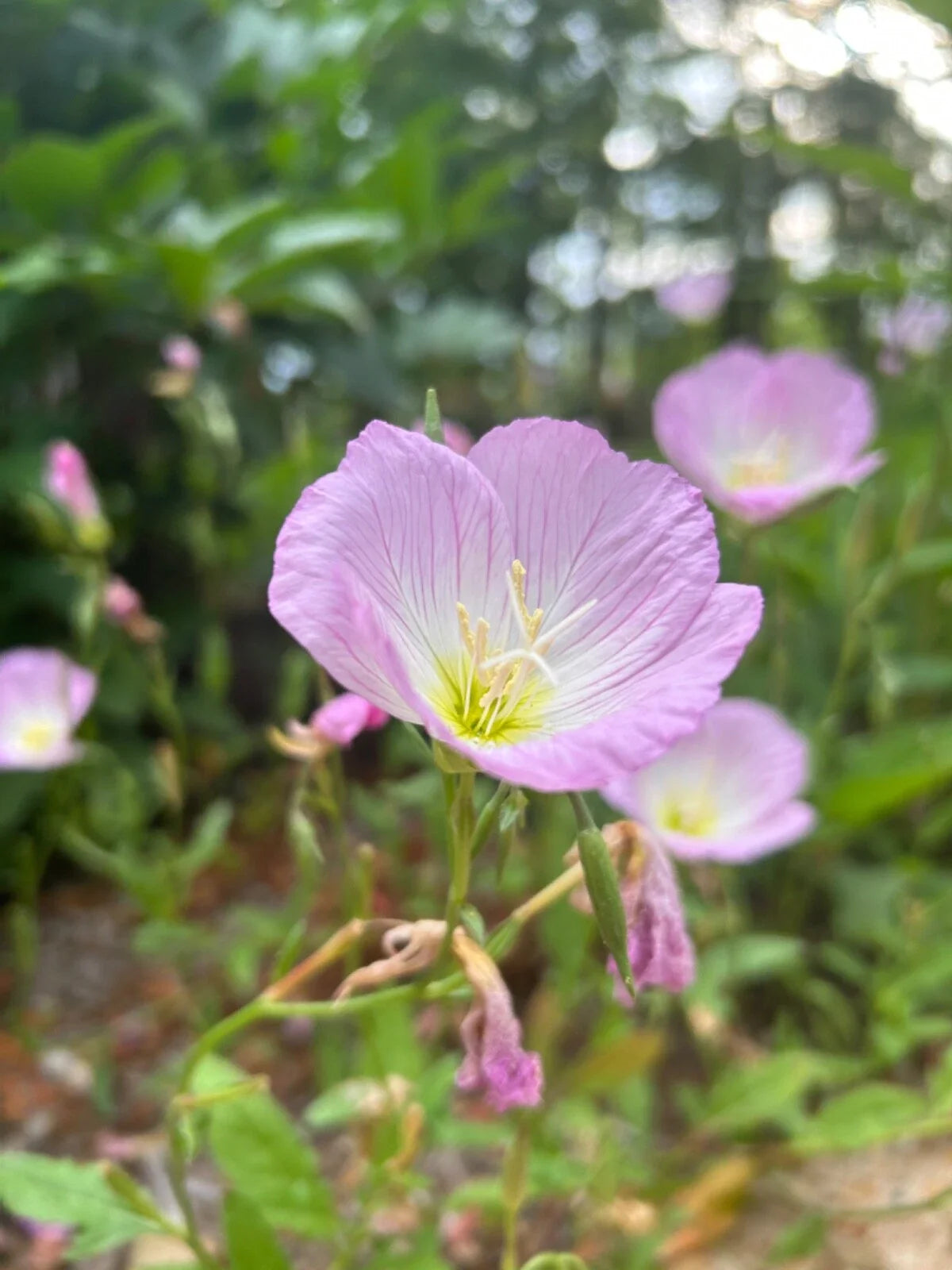 Pink Evening Primrose Bare Root Plant – Perennial Live Flowering Plant – Oenothera speciosa – Organic Transplants