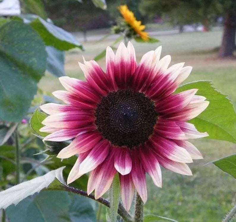 Cherry Rose Sunflower Seeds – Perennial Helianthus annuus for Borders, Flower Beds & Containers, 25 Seeds