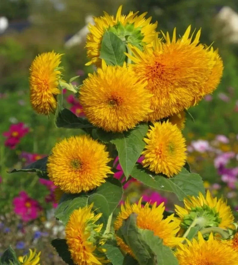 Organic Sungold Dwarf Teddy Bear Sunflower Seeds - Helianthus annuus, 50 Pack, Compact, Bright Yellow, USA Grown
