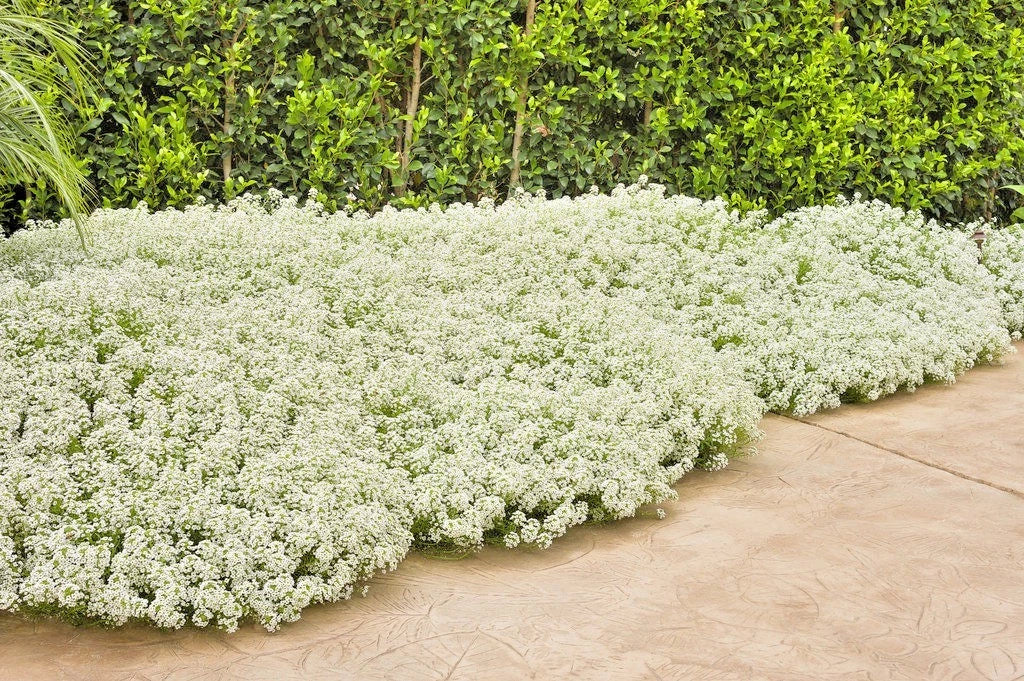 Tall Sweet Alyssum Seeds - Drought Tolerant Groundcover for Containers - Lobularia maritima - White & Lavender Flowers