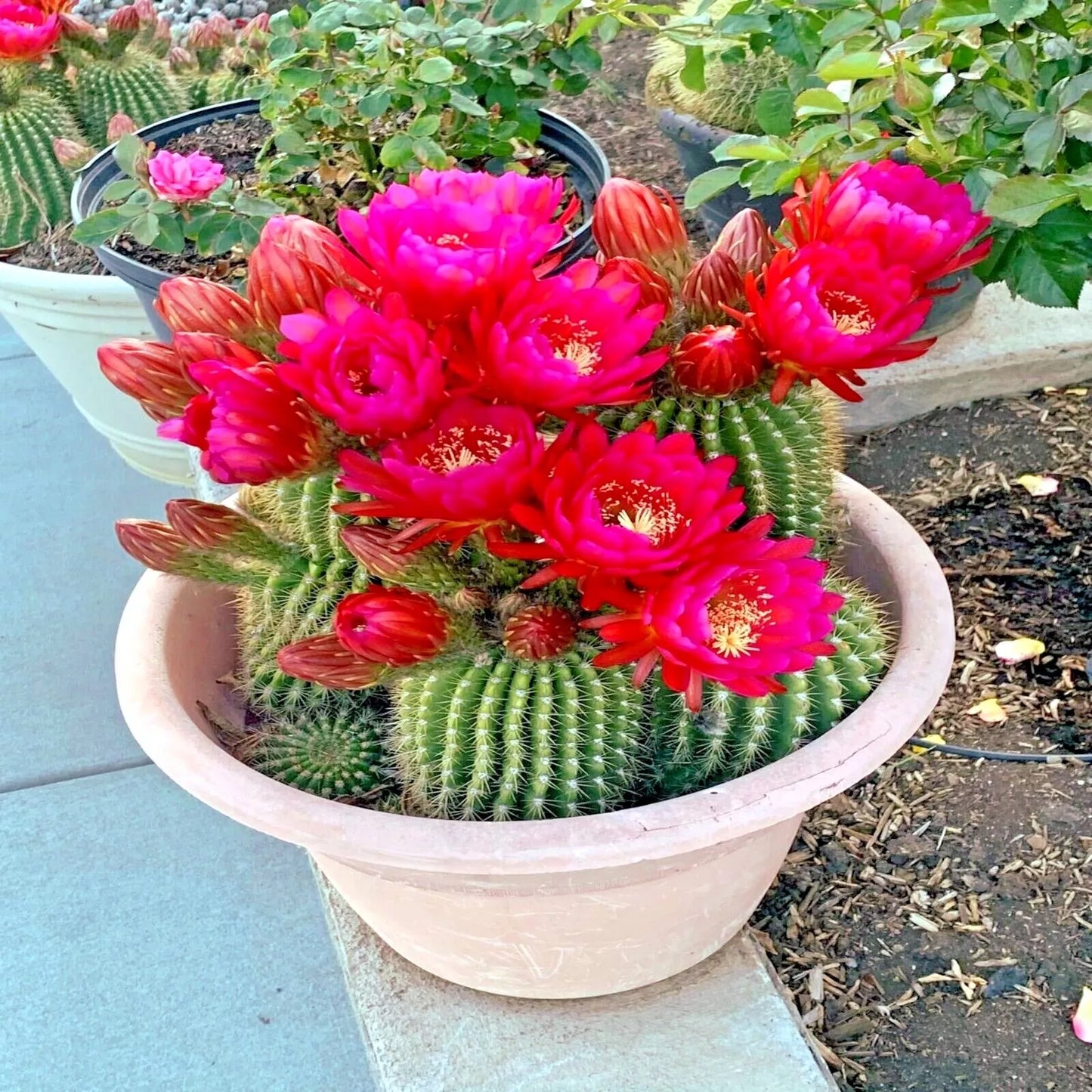 Red Torch Cactus Seeds - 20 Pack, Rare Desert's Blooming Jewel, Echinopsis sp., Indoor & Outdoor Garden Plant Seeds