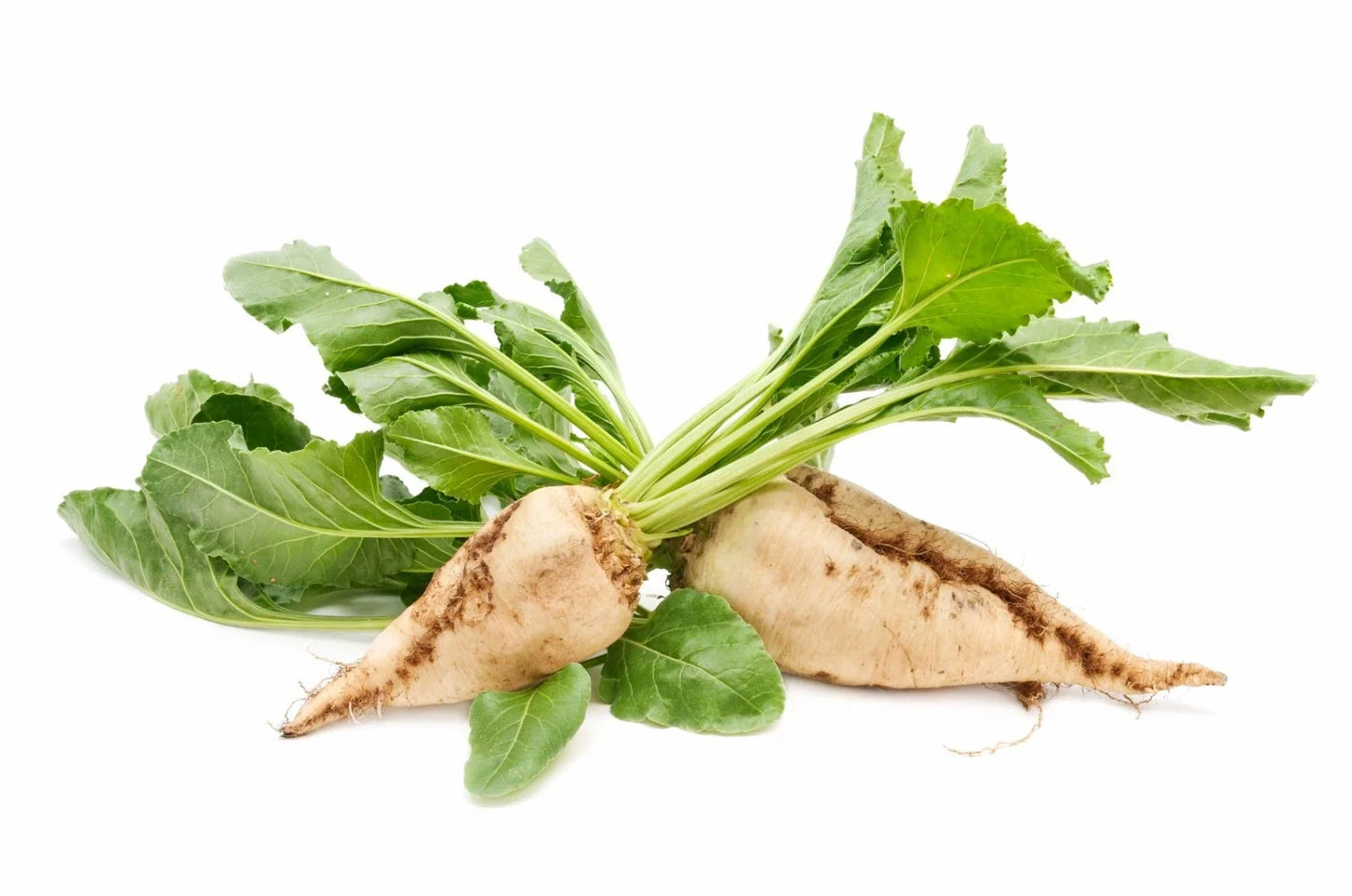 Sugar Beet Seeds 100/150 Count - Non-GMO, Open Pollinated, Sweet Tasting, Cold Tolerant Beta vulgaris