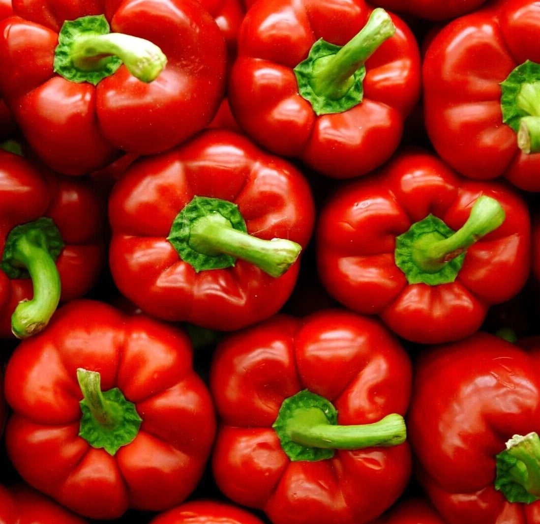 Big Red Bell Pepper Seeds - Non-GMO Capsicum annuum Vegetable Seeds, Sweet, Juicy, Large Peppers, Garden, Container Planting