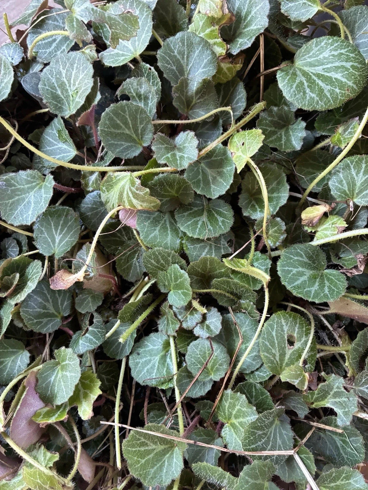 Strawberry Begonia Plants - 2 Bare Root Saxifraga stolonifera Hardy Ground Cover, Unique Foliage