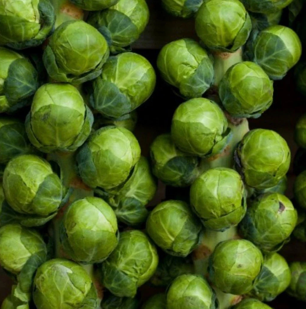 Catskill Brussel Sprouts Seeds - Non-GMO Vegetable Seeds, Brassica oleracea var. gemmifera, 1000+ Seeds for Home Garden, Fall & Winter Crop