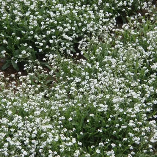 Forget Me Nots White Perennial Seeds – Myosotis sylvatica Ground Cover, Non-GMO, 500 Seeds for Moon Garden & Borders
