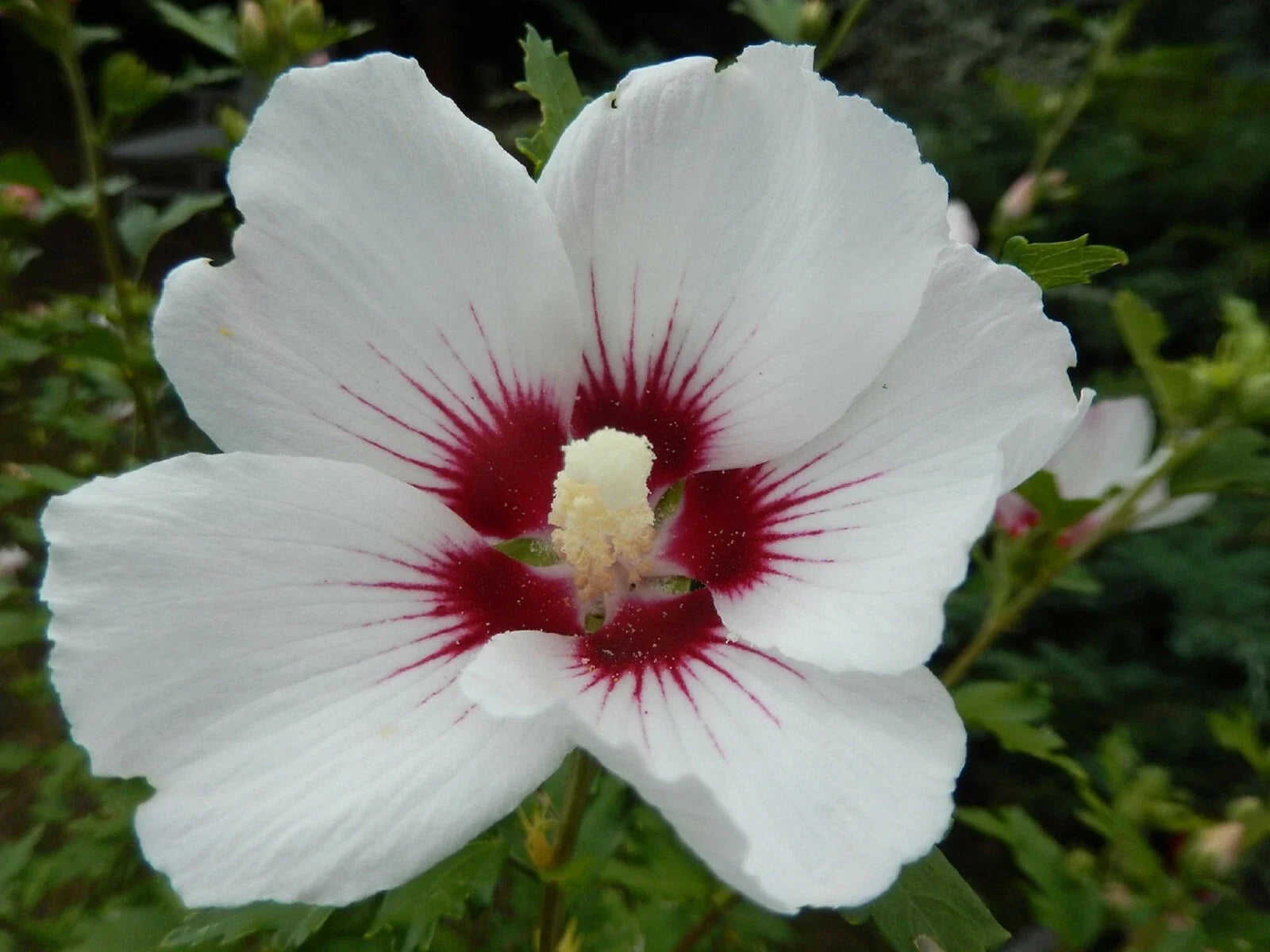 White Hibiscus Seeds - Crimson Eye, Perennial Flower Seeds, Hibiscus rosa-sinensis, Easy to Grow, Pollinator Attracting, Garden Bed