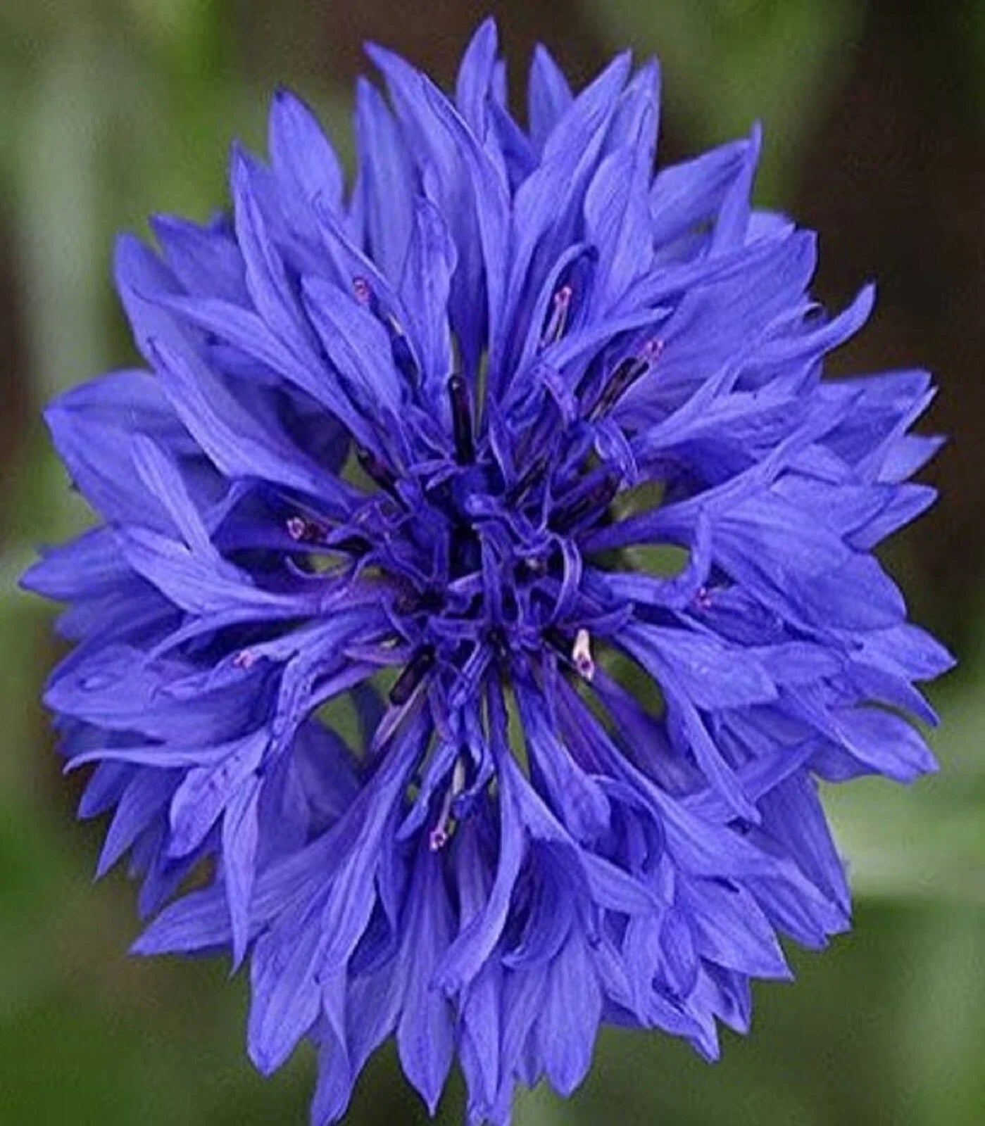 Cornflower Seeds - Blue Dwarf Variety - Centaurea cyanus - Pack of 200 Seeds for Garden, Border, Container Planting