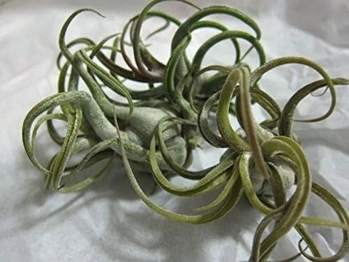 5 Pack Caput Medusae Air Plants - Exotic Tillandsia, Low Maintenance, Unique Medusa Head Shape, Indoor Air Purifying Plants