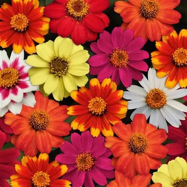 Zahara Bonfire Mix Zinnia Seeds - 100+ Pack, Vibrant Colors, Annual Flower, Zinnia elegans, Garden Planting