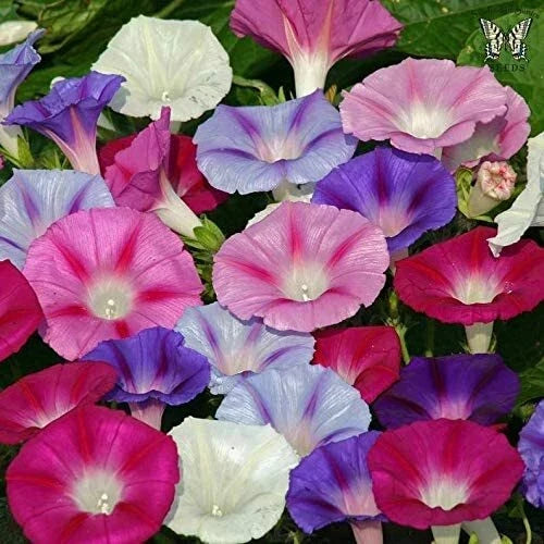 Mixed Color Tall Morning Glory Seeds - Ipomoea purpurea Climbing Vine Seeds for Vibrant Flowers, Fast-Growing Trellis Cover