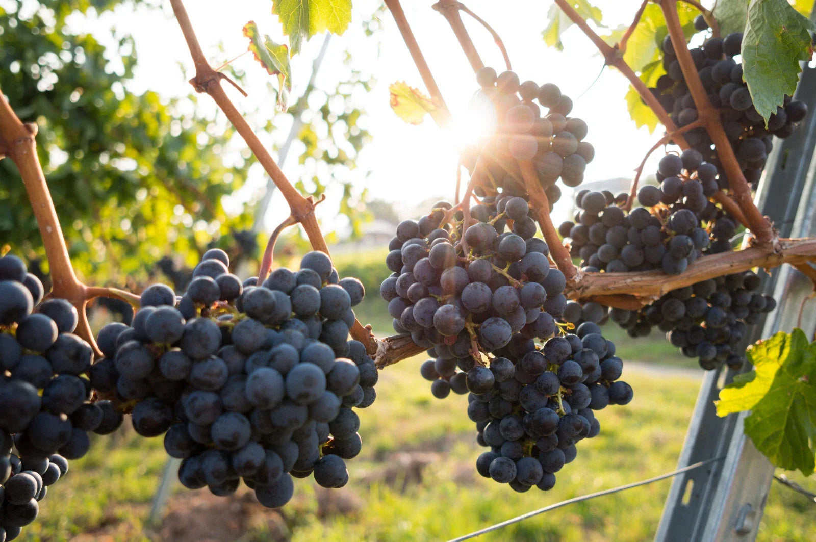 Grape Plants & Cuttings - Organic Vitis vinifera - Multiple Cultivars for Home Garden & Vineyard