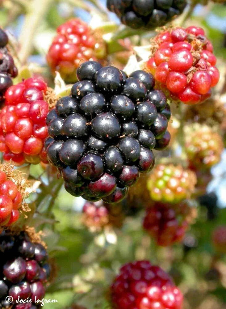 Wild Blackberry Bush Cuttings Set of 12 Unrooted Rubus fruticosus Blackberries for Garden
