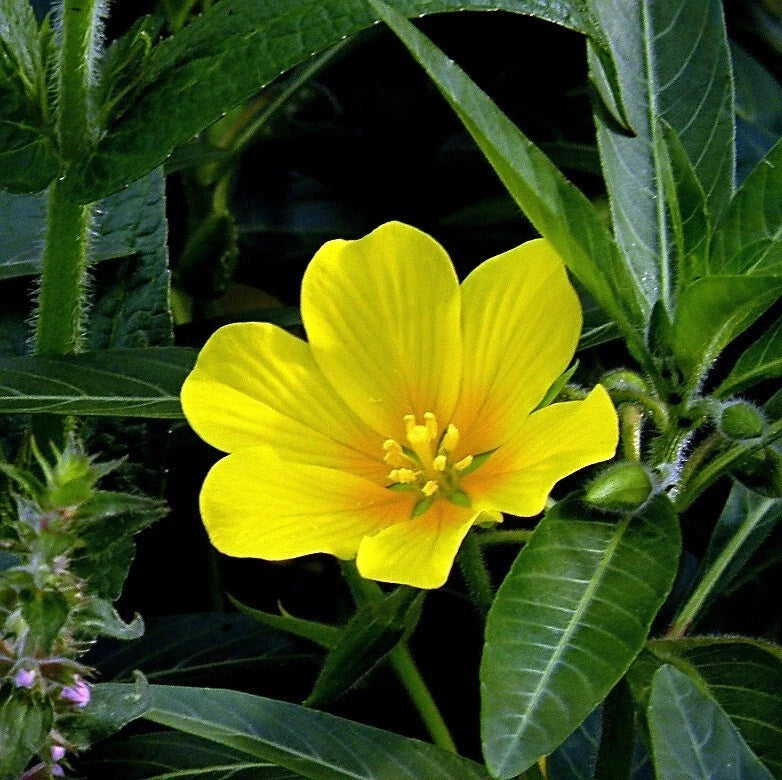 Creeping Primrose Plant Bareroot with Yellow Blooms for Ponds & Bogs, Hardy Zones 5-10, Moist, Primula spp.