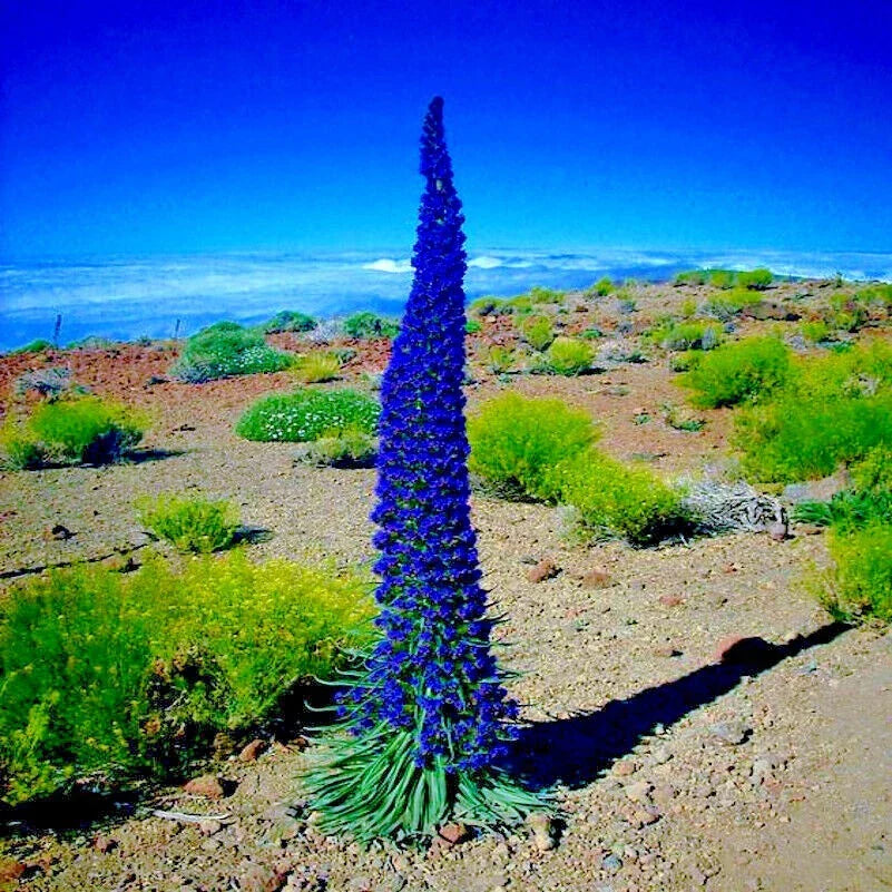 Pride of Madeira Flower Seeds - Blue Tower of Jewels - Echium fastuosum